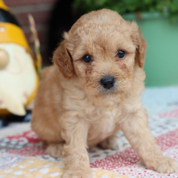 Miniature Goldendoodle (multi-generational) Puppy for Sale