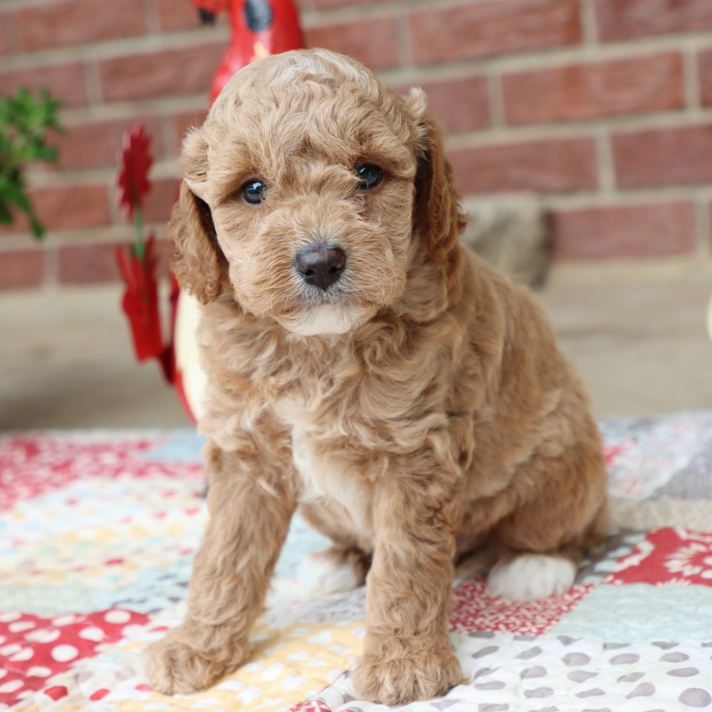 F1bbb Mini Goldendoodle Puppy for Sale in NYC