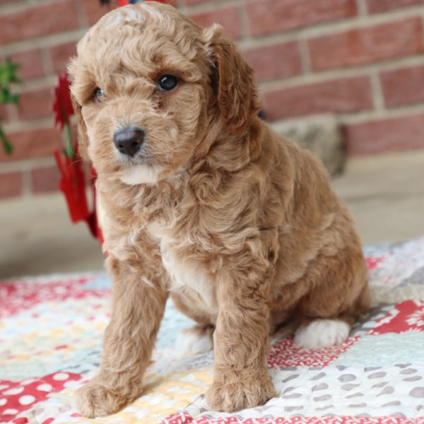 F1bbb Mini Goldendoodle Puppy for Sale