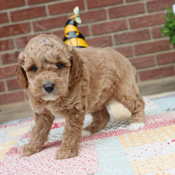 F1bbb Mini Goldendoodle Puppy for Sale