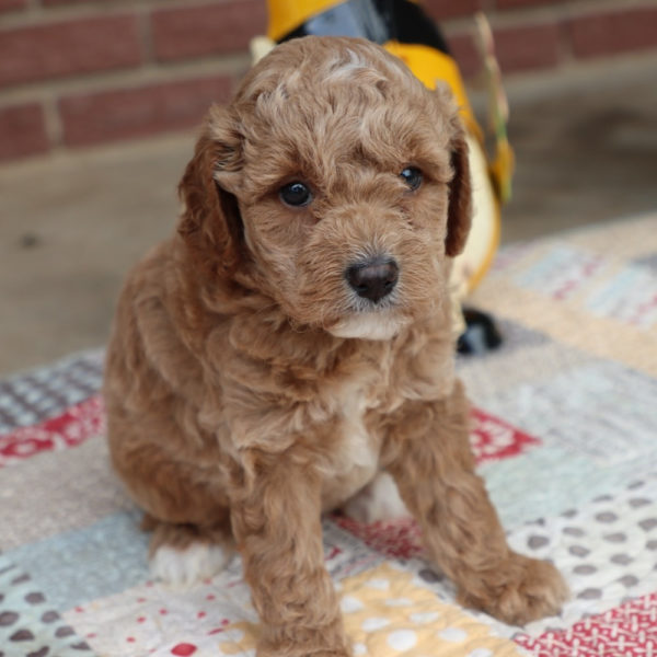 F1bbb Mini Goldendoodle Puppy for Sale