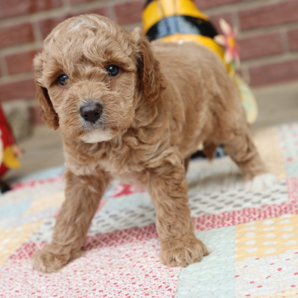 F1bbb Mini Goldendoodle Puppy for Sale