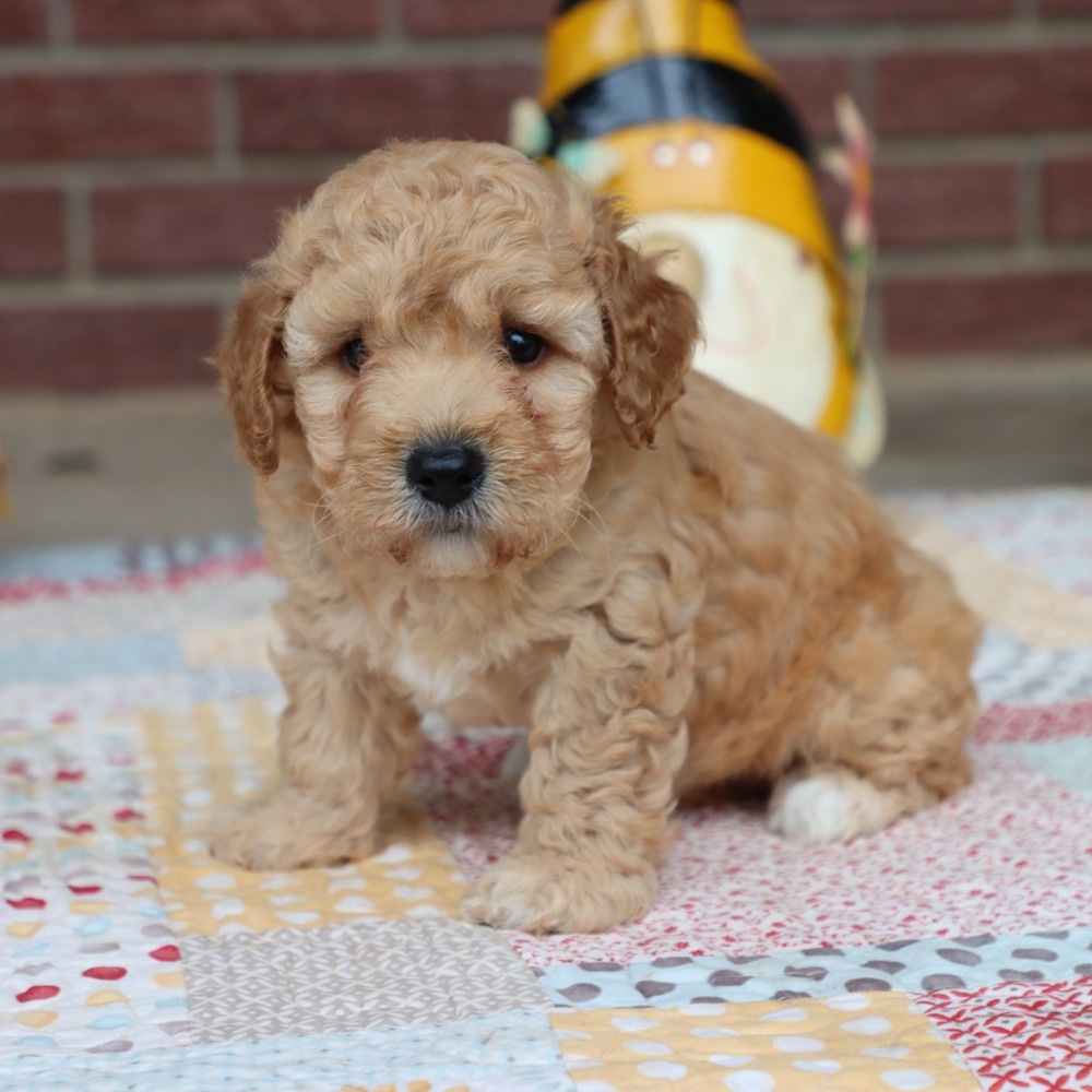 Miniature Goldendoodle (multi-generational) Puppy for Sale in NYC