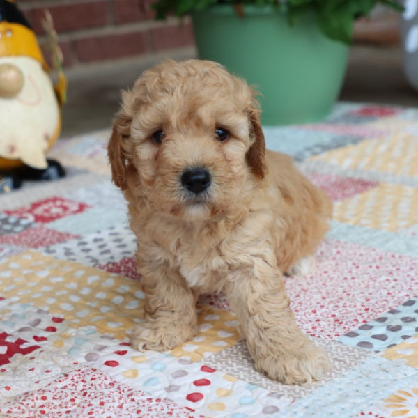 F1bbb Mini Goldendoodle Puppy for Sale