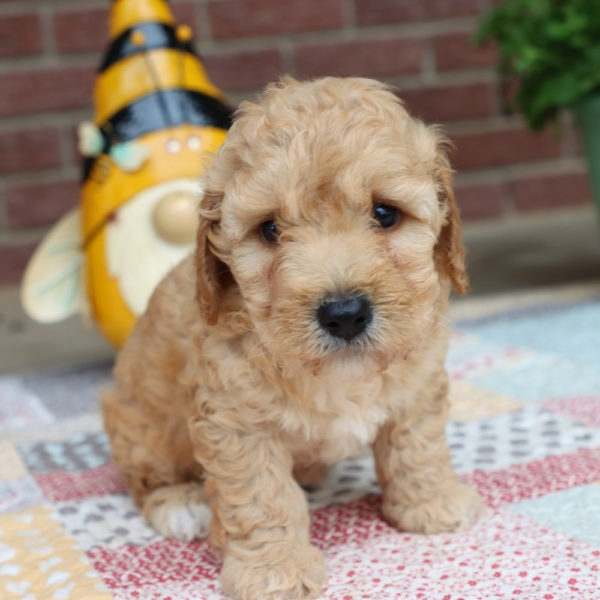 F1bbb Mini Goldendoodle Puppy for Sale