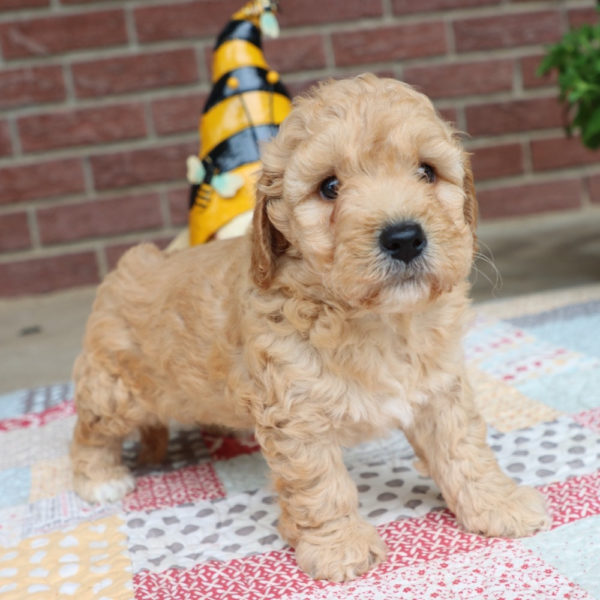 F1bbb Mini Goldendoodle Puppy for Sale