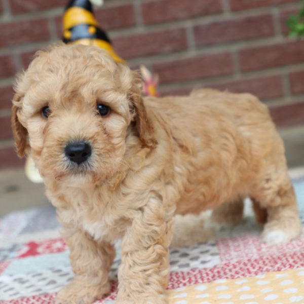 F1bbb Mini Goldendoodle Puppy for Sale