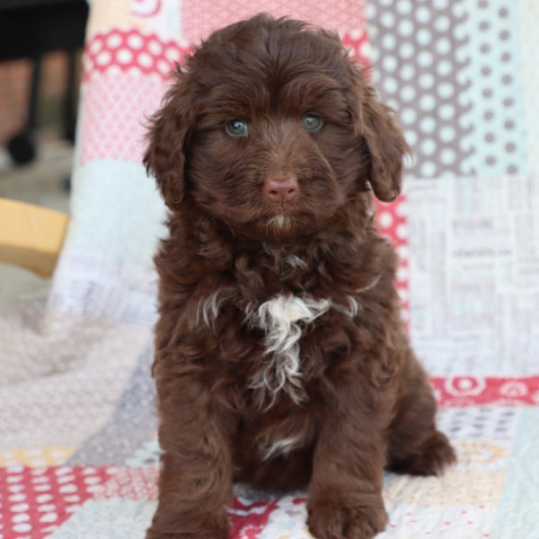 F1b Mini Aussiedoodle Puppy for Sale