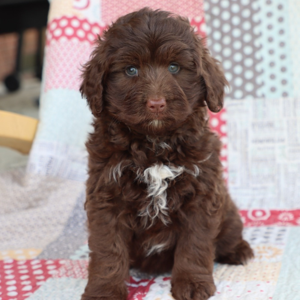 F1b Mini Aussiedoodle Puppy for Sale in NYC