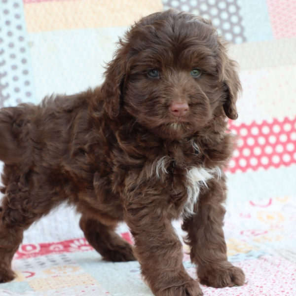 F1b Mini Aussiedoodle Puppy for Sale