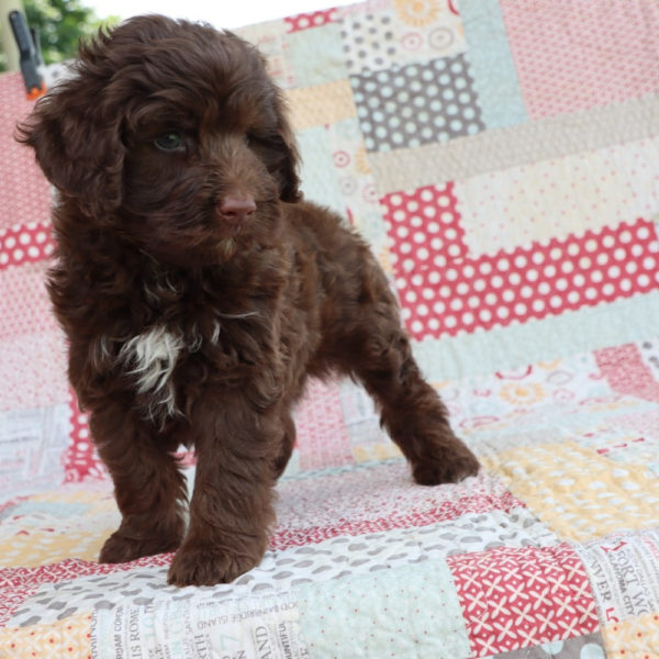 F1b Mini Aussiedoodle Puppy for Sale