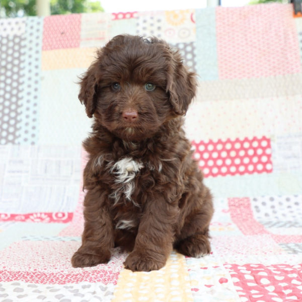 F1b Mini Aussiedoodle Puppy for Sale