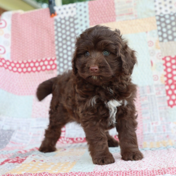 F1b Mini Aussiedoodle Puppy for Sale