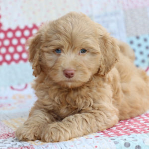 F1b Mini Aussiedoodle Puppy for Sale