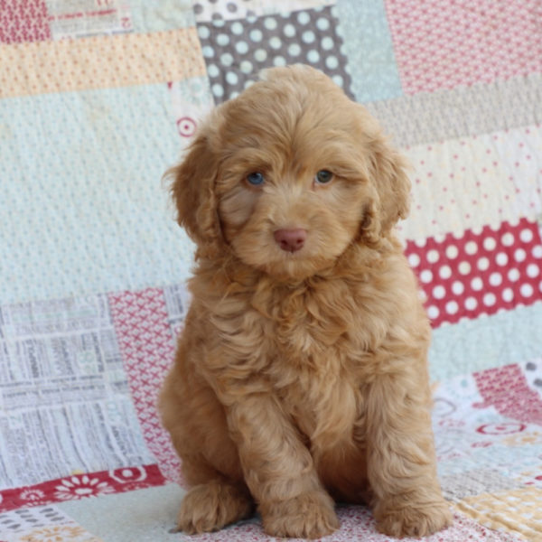 F1b Mini Aussiedoodle Puppy for Sale