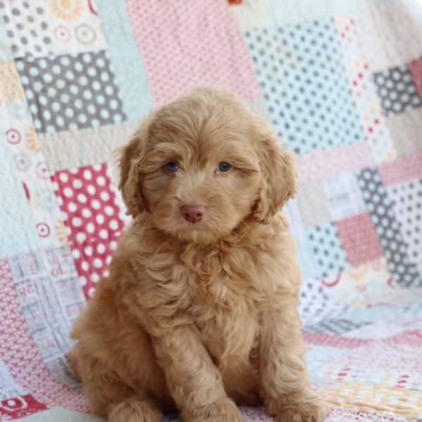 F1b Mini Aussiedoodle Puppy for Sale
