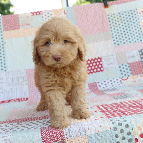F1b Mini Aussiedoodle Puppy for Sale