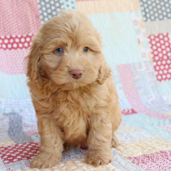 F1b Mini Aussiedoodle Puppy for Sale