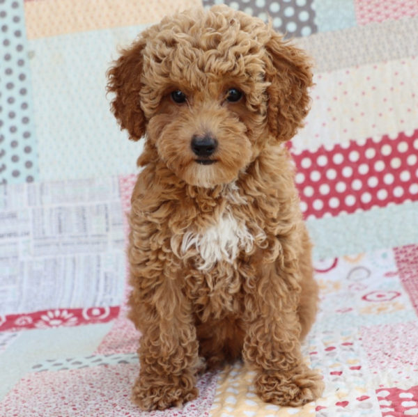 Toy Poodle Puppy for Sale