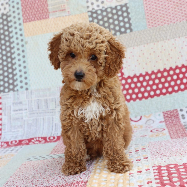 Toy Poodle Puppy for Sale