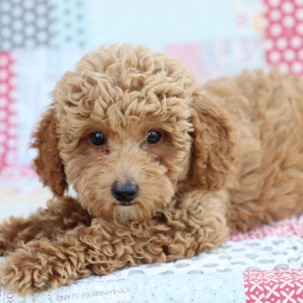 Toy Poodle Puppy for Sale