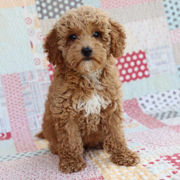 Toy Poodle Puppy for Sale