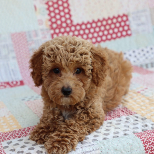 Toy Poodle Puppy for Sale