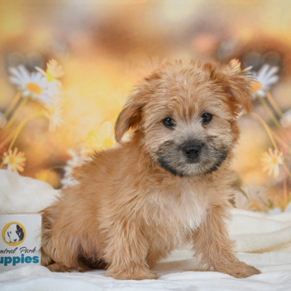 F1 Morkie Puppy for Sale