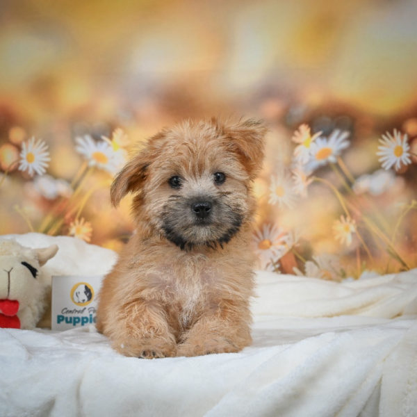 F1 Morkie Puppy for Sale