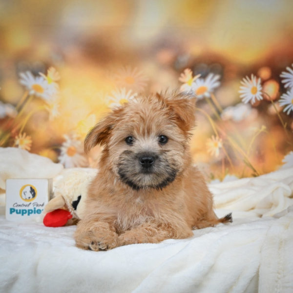 F1 Morkie Puppy for Sale