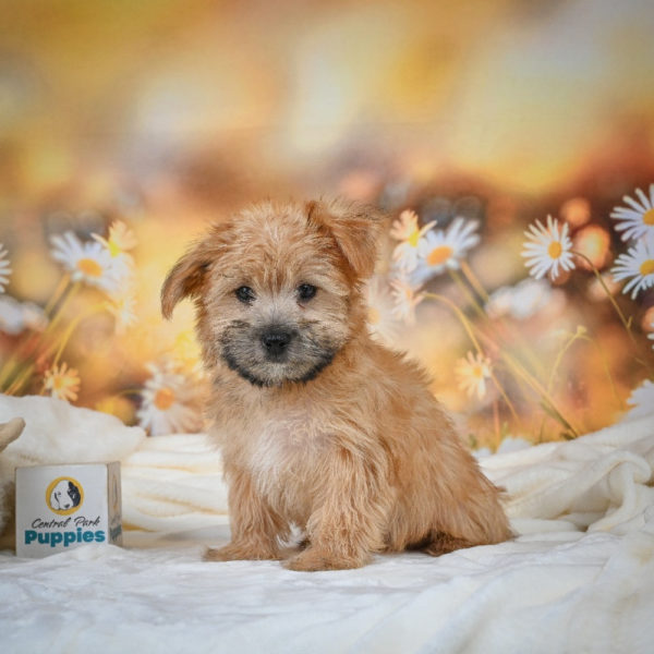 F1 Morkie Puppy for Sale
