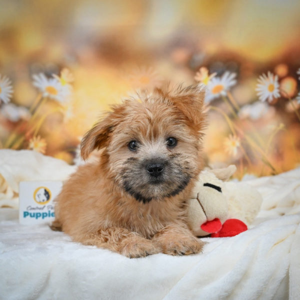F1 Morkie Puppy for Sale
