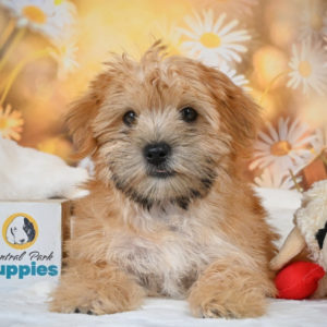 F1 Morkie Puppy for Sale