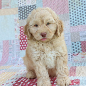 F1b Mini Aussiedoodle Puppy for Sale