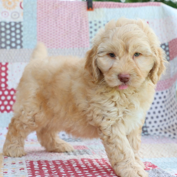 F1b Mini Aussiedoodle Puppy for Sale