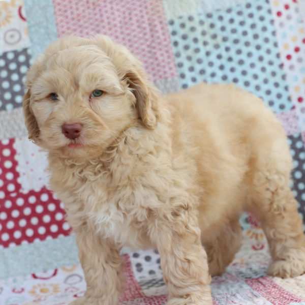 F1b Mini Aussiedoodle Puppy for Sale