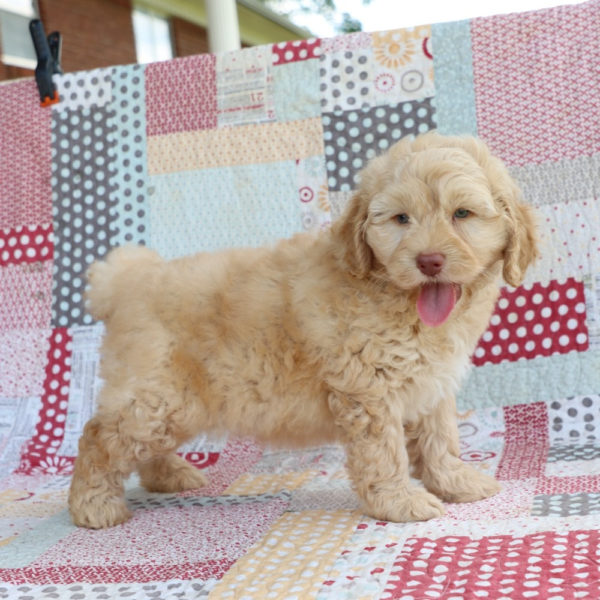 F1b Mini Aussiedoodle Puppy for Sale