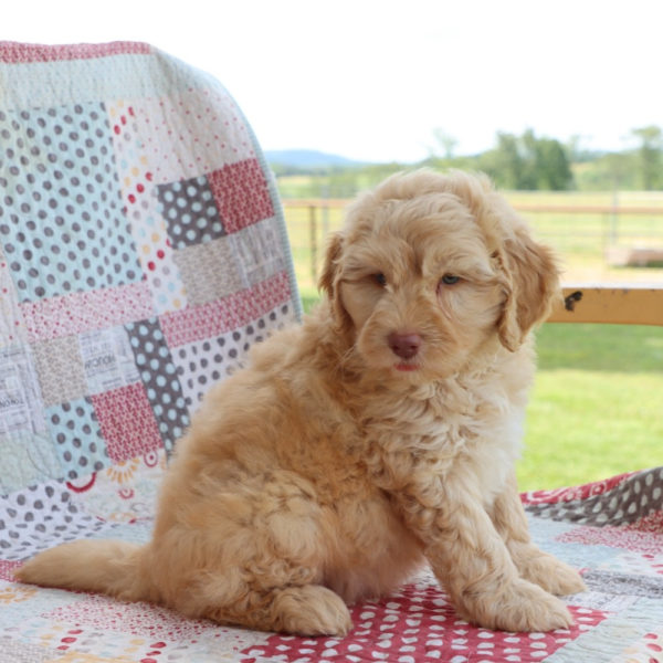 F1b Mini Aussiedoodle Puppy for Sale