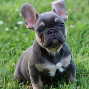 French Bulldog Puppy for Sale