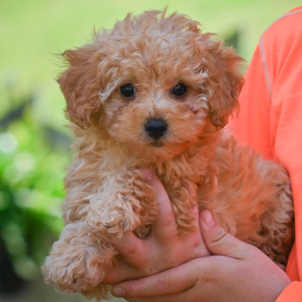 F1b Maltipoo Puppy for Sale
