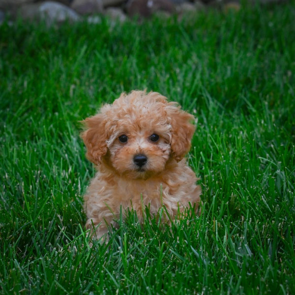 F1b Maltipoo Puppy for Sale