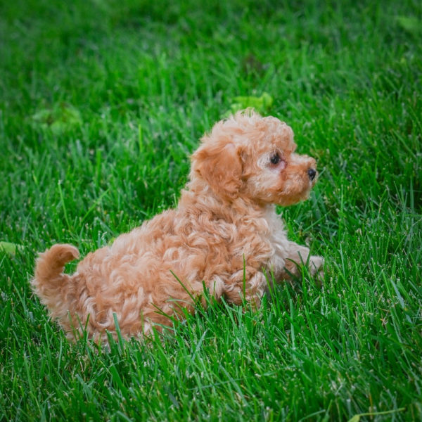 F1b Maltipoo Puppy for Sale