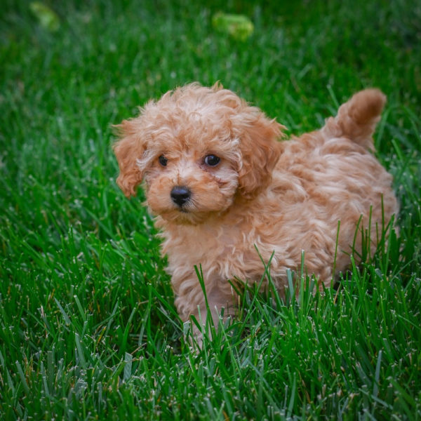 F1b Maltipoo Puppy for Sale