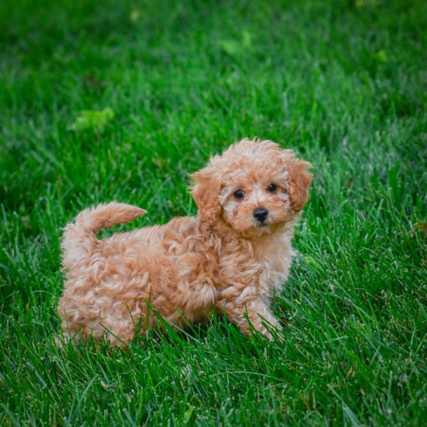 F1b Maltipoo Puppy for Sale