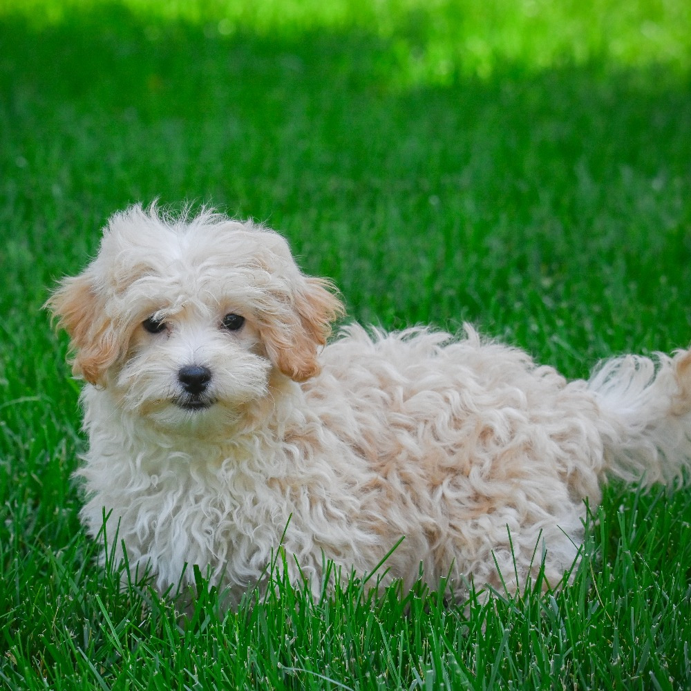 F1 Maltipoo Puppy for Sale in NYC