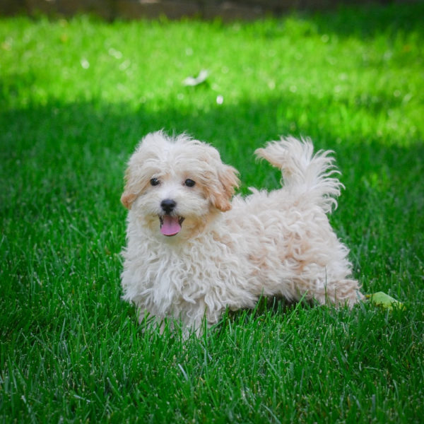 F1 Maltipoo Puppy for Sale