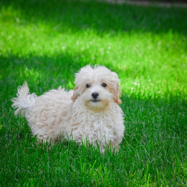 F1 Maltipoo Puppy for Sale