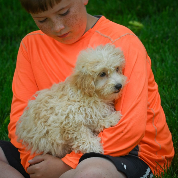 F1 Maltipoo Puppy for Sale