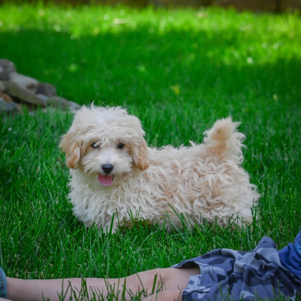 F1 Maltipoo Puppy for Sale