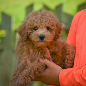 F1b Maltipoo Puppy for Sale
